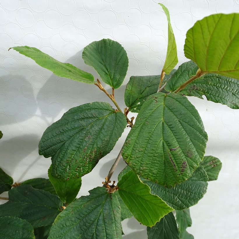Chinesische Zaubernuss Pallida - Hamamelis mollis (Foliage)