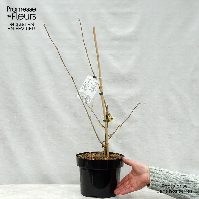 Exemplar von Chinesische Zaubernuss Pallida - Hamamelis mollis Topf mit 4L/5L wie im Winter geliefert