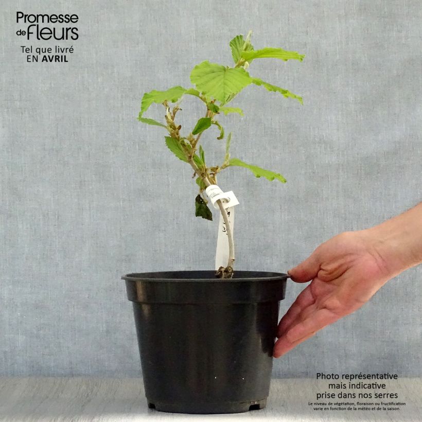 Exemplar von Chinesische Zaubernuss Pallida - Hamamelis mollis Topf mit 4L/5L wie im Frühjahr geliefert