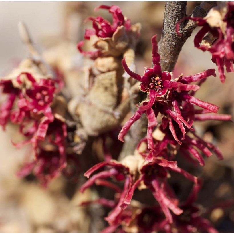 Frühlings-Zaubernuss Amethyst - Hamamelis vernalis (Flowering)