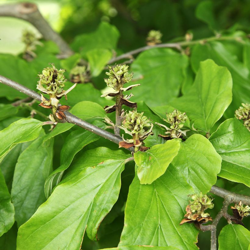 Virginische Zaubernuss - Hamamelis virginiana (Foliage)