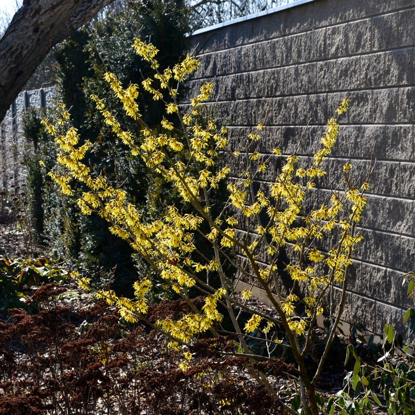 Virginische Zaubernuss - Hamamelis virginiana (Plant habit)