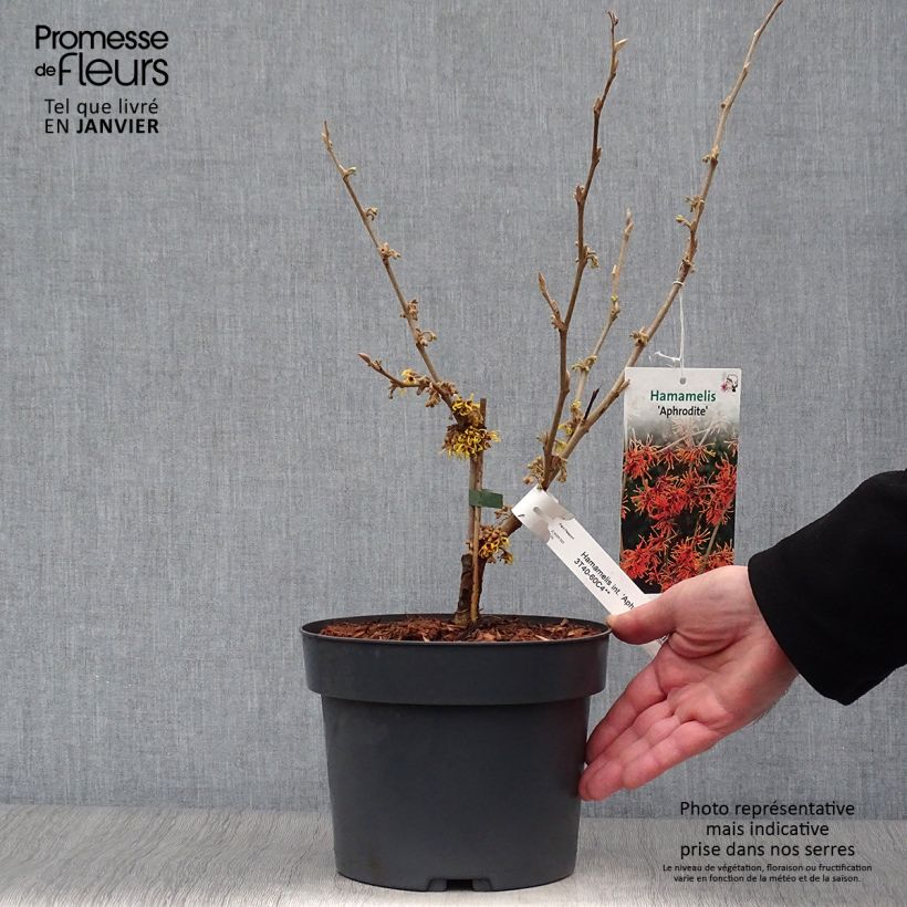 Exemplar von Zaubernuss Aphrodite - Hamamelis intermedia Topf mit 3L/4L wie im Winter geliefert