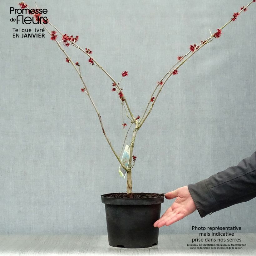 Exemplar von Zaubernuss Feuerzauber - Hamamelis intermedia Topf mit 4L/5L wie im Winter geliefert