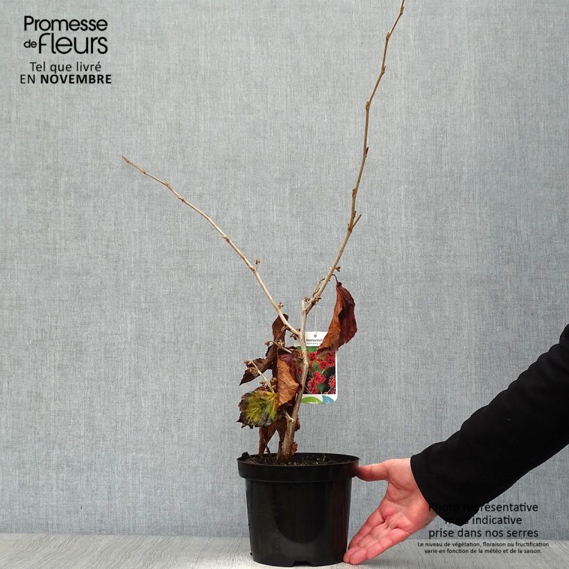 Example of Zaubernuss Jelena - Hamamelis intermedia Topf mit 2L/3L as you get in automne