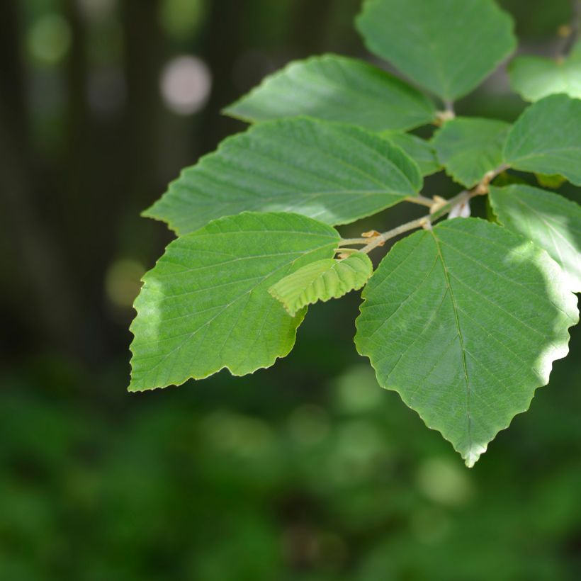 Japanische Zaubernuss Zuccariniana - Hamamelis japonica (Laub)