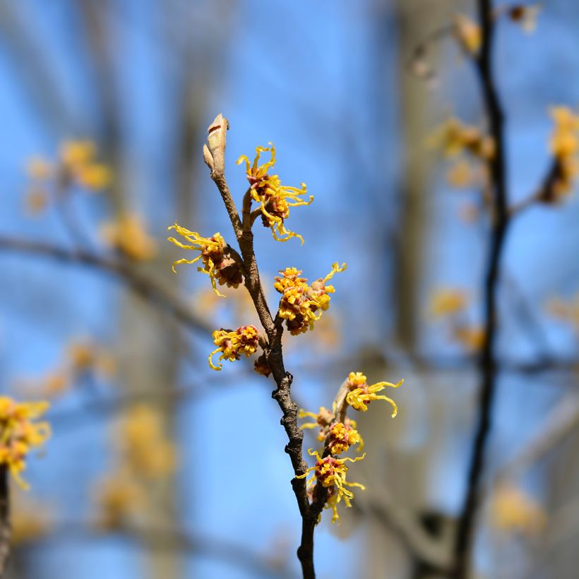 Japanische Zaubernuss Zuccariniana - Hamamelis japonica (Blüte)
