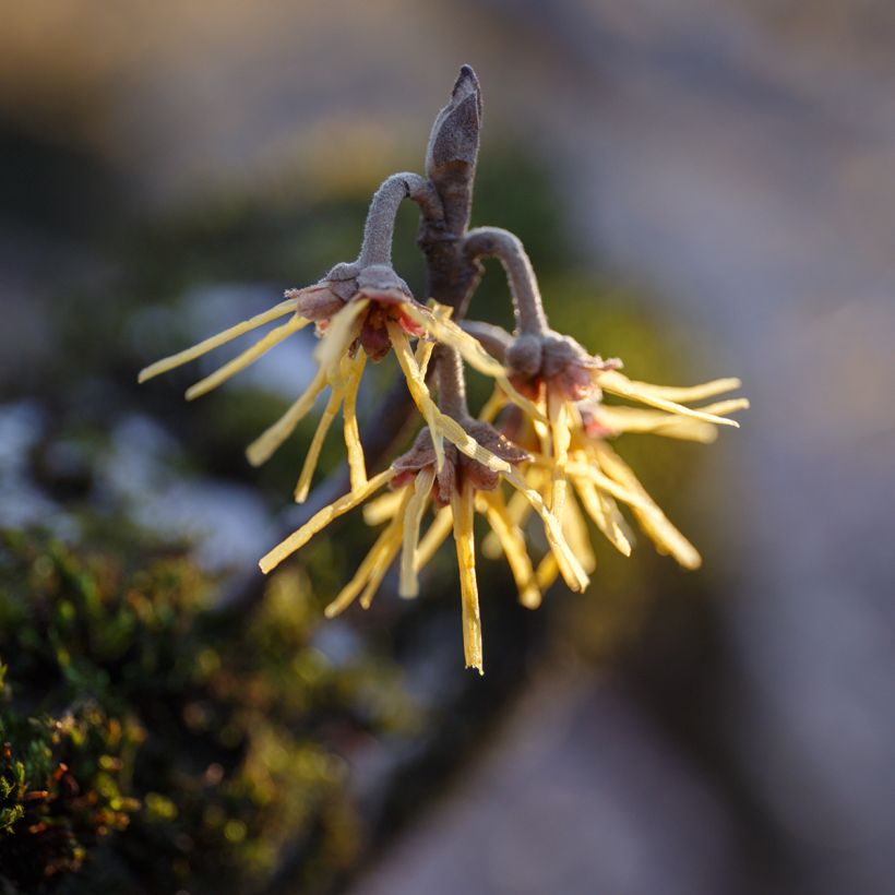 Chinesische Zaubernuss Pallida - Hamamelis mollis (Blüte)