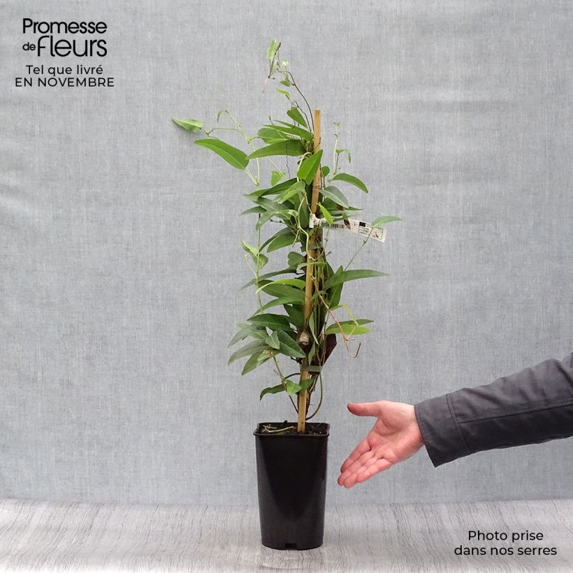 Example of Hardenbergia violacea - Purpurerbse Topf mit 2L/3L as you get in automne