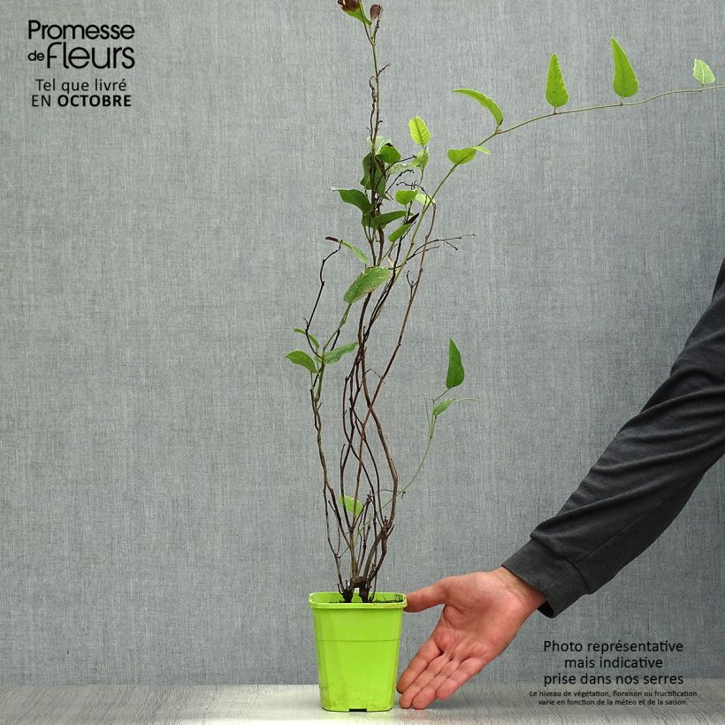 Example of Hardenbergia violacea Regent - Purpurerbse Topf mit 1L/1,5L as you get in automne