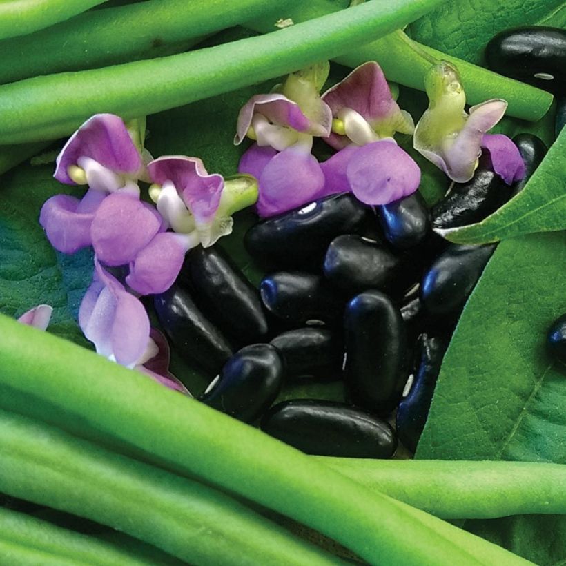 Zwergbohne Nautica (Flowering)