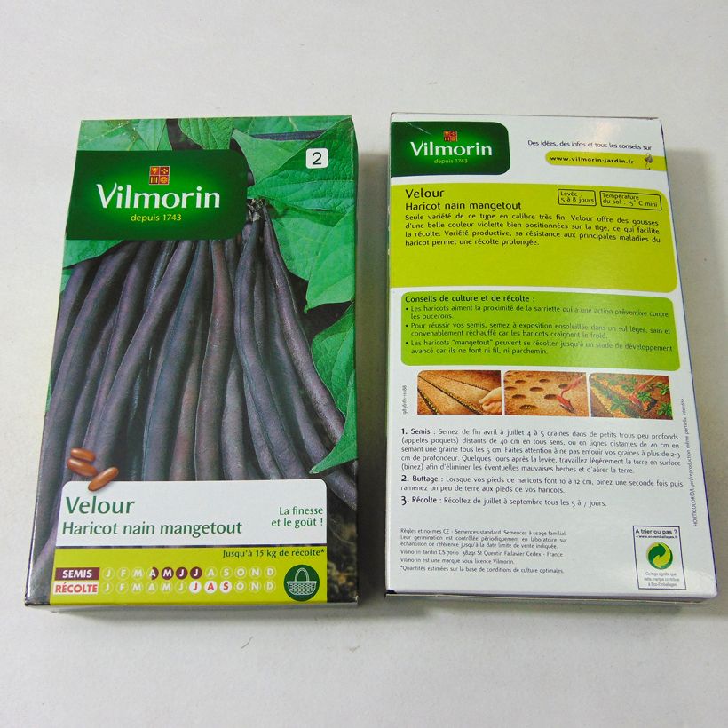 Example of Zwergbohne Velour - Vilmorin per pack of 450 seeds as you get