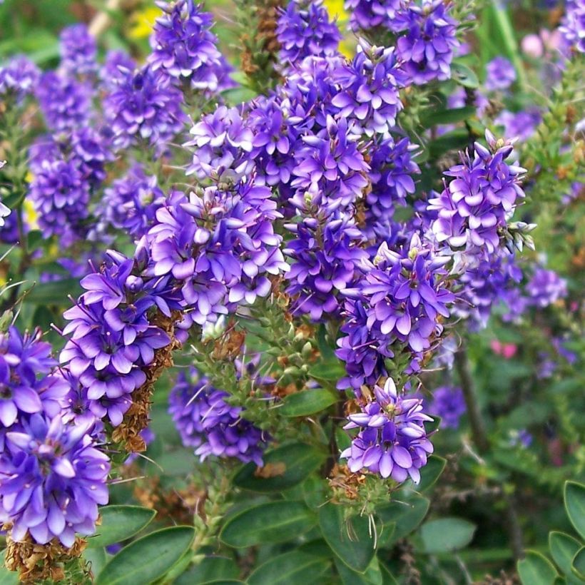 Hebe Autumn Glory - Strauchveronika (Flowering)