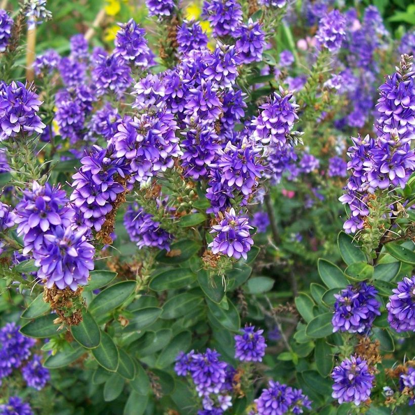 Hebe Autumn Glory - Strauchveronika (Plant habit)