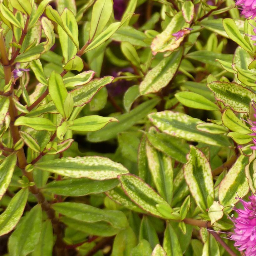 Hebe Celebration - Strauchveronika (Foliage)