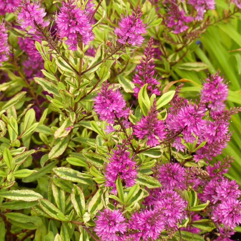 Hebe Celebration - Strauchveronika (Flowering)