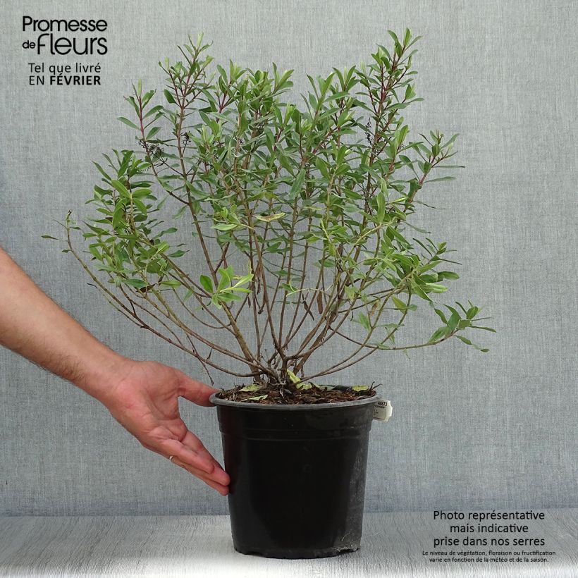 Example of Hebe Celebration - Strauchveronika Topf mit 3L/4L as you get in automne