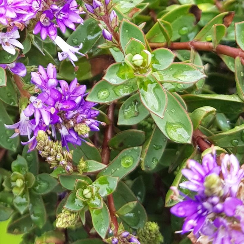 Hebe Claret Crush - Strauchveronika (Foliage)