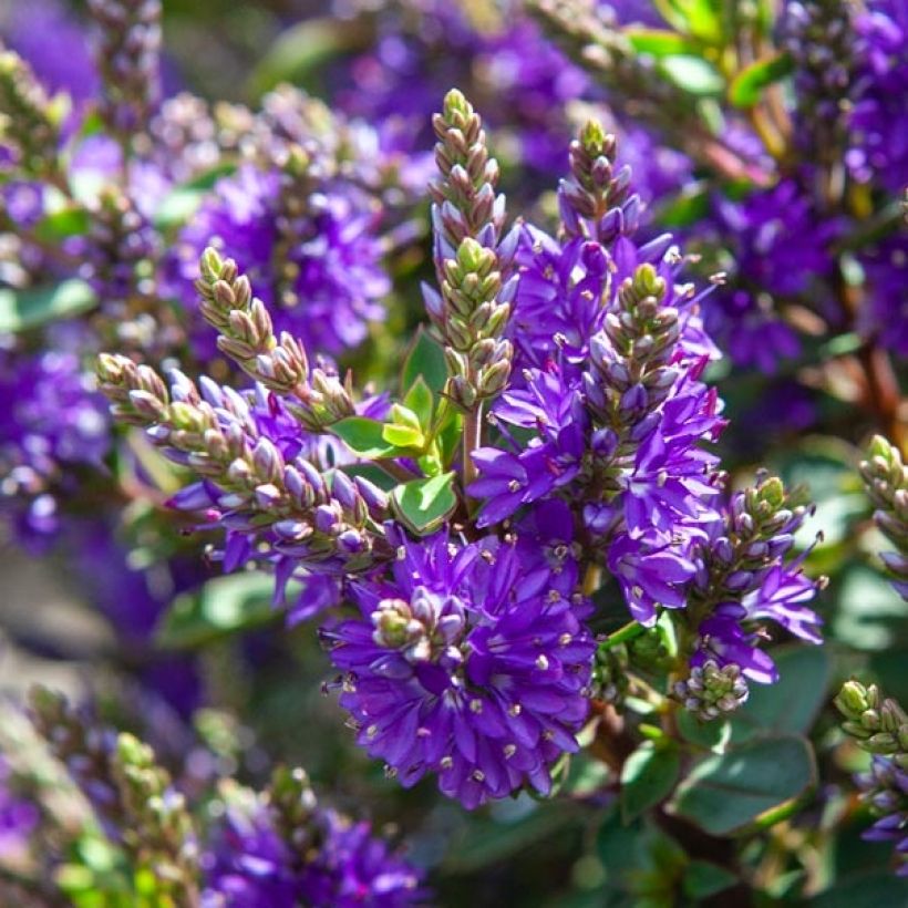 Hebe Claret Crush - Strauchveronika (Flowering)