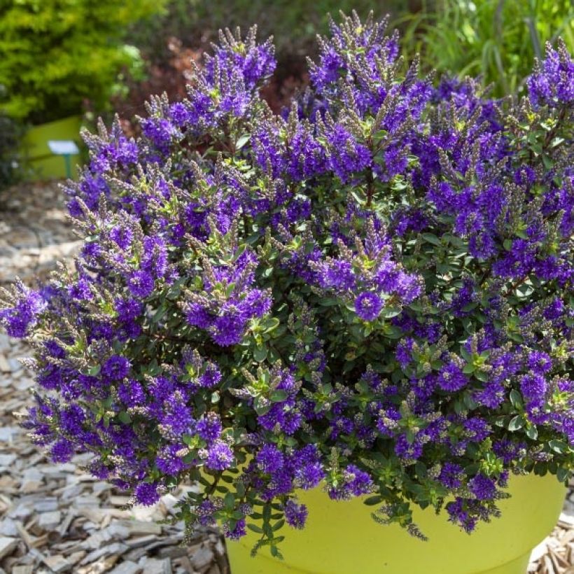 Hebe Claret Crush - Strauchveronika (Plant habit)