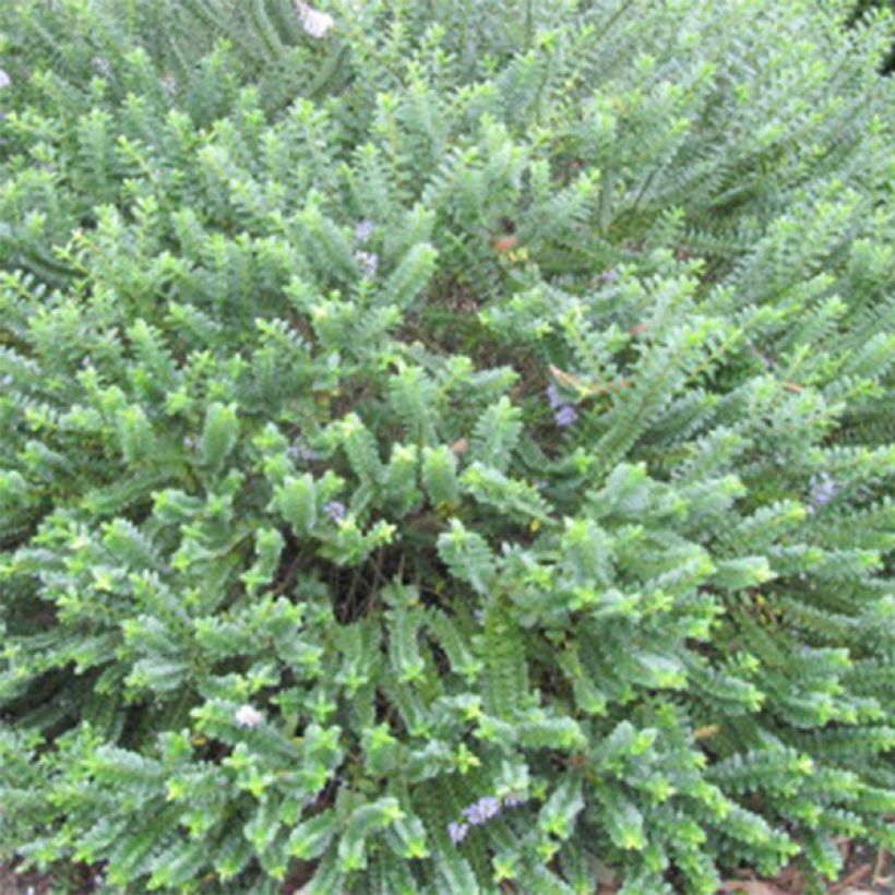 Hebe Cobb Valley - Strauchveronika (Foliage)