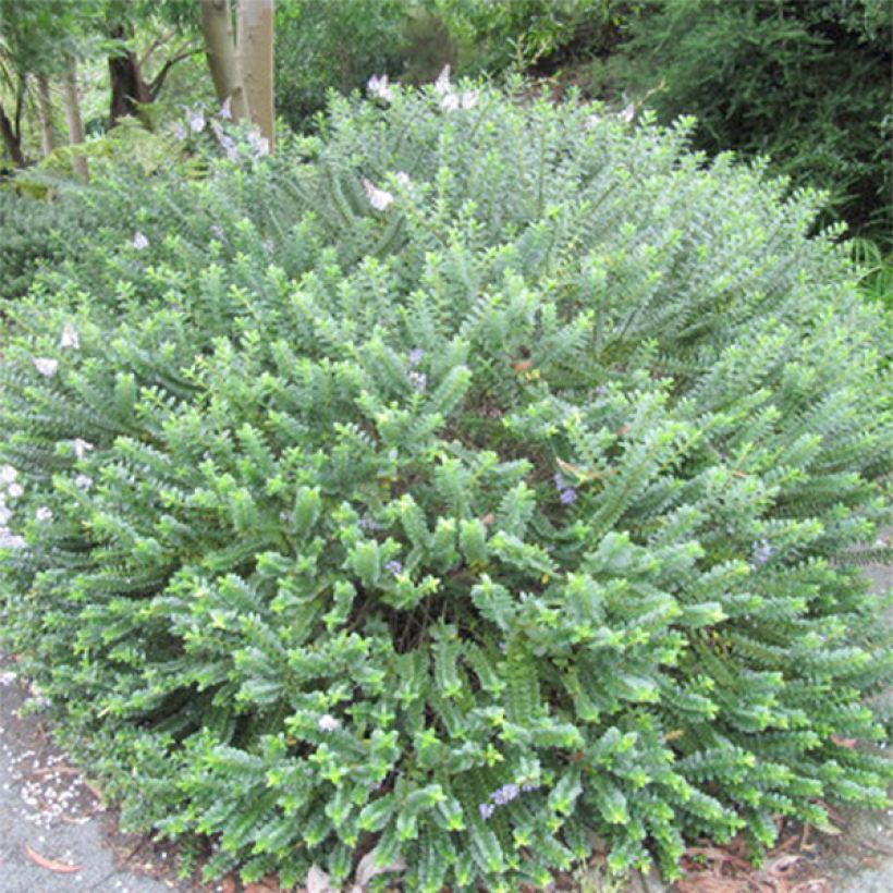 Hebe Cobb Valley - Strauchveronika (Plant habit)
