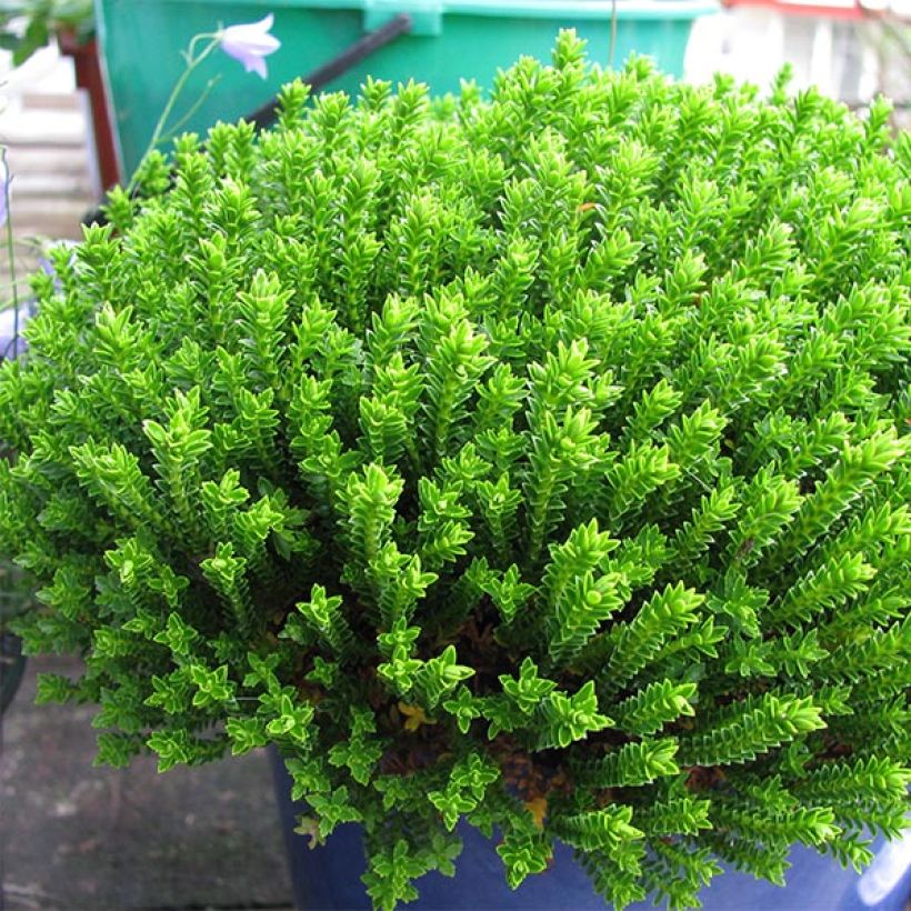 Hebe Emerald Green - Strauchveronika (Plant habit)