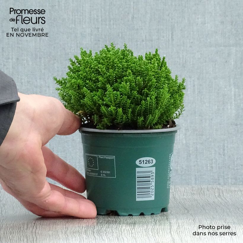 Example of Hebe Emerald Green - Strauchveronika Topf mit 2L/3L as you get in automne