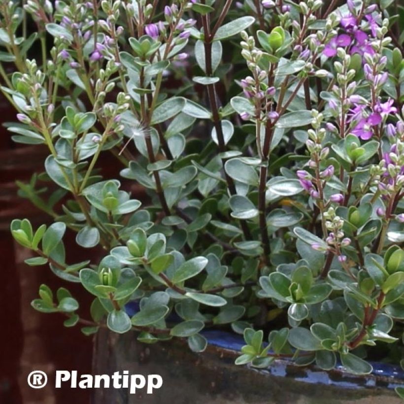 Hebe Graden Beauty 'Purple - Strauchveronika (Foliage)