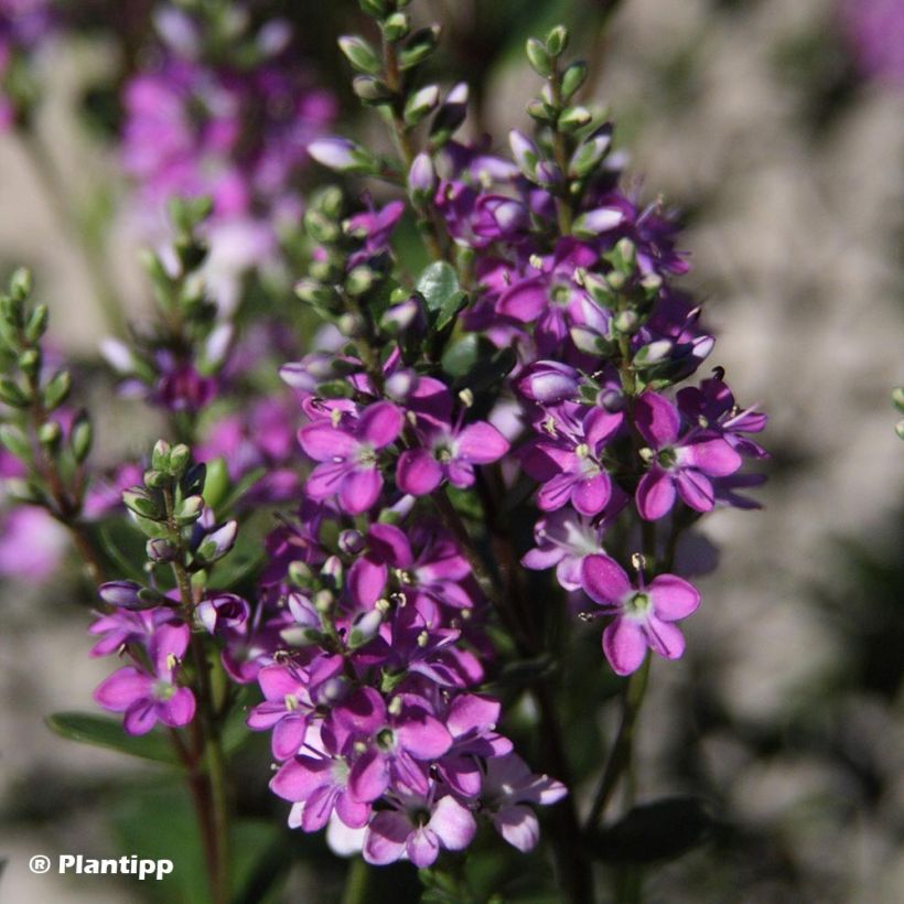 Hebe Graden Beauty 'Purple - Strauchveronika (Flowering)