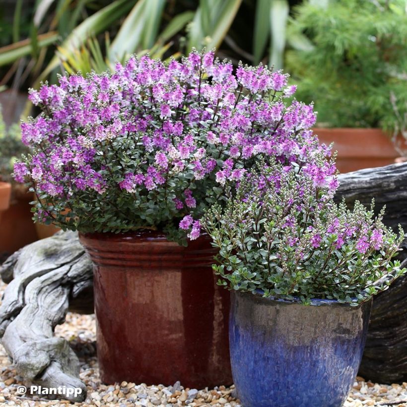 Hebe Graden Beauty 'Purple - Strauchveronika (Plant habit)