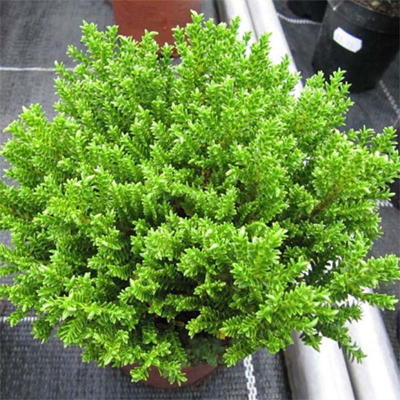 Hebe Green Globe - Strauchveronika (Plant habit)