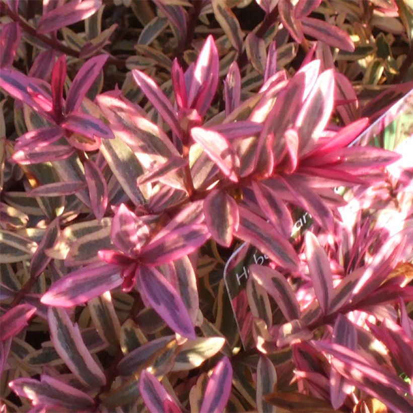 Hebe Heartbreaker - Strauchveronika (Foliage)