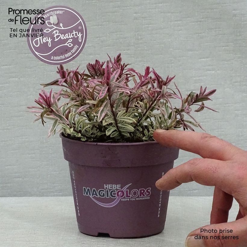 Exemplar von Hebe Heartbreaker - Strauchveronika Topf mit 1L/1,5L wie im Winter geliefert