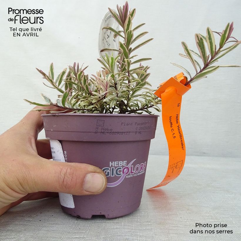 Exemplar von Hebe Heartbreaker - Strauchveronika Topf mit 1L/1,5L wie im Frühjahr geliefert