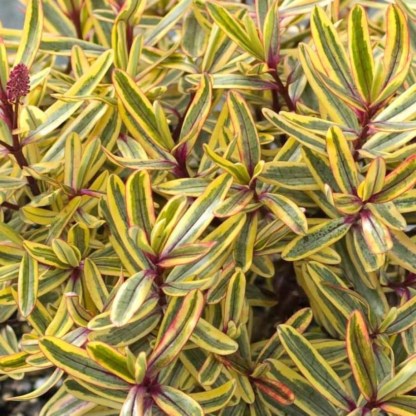 Hebe Jewel of the Nile - Strauchveronika (Foliage)