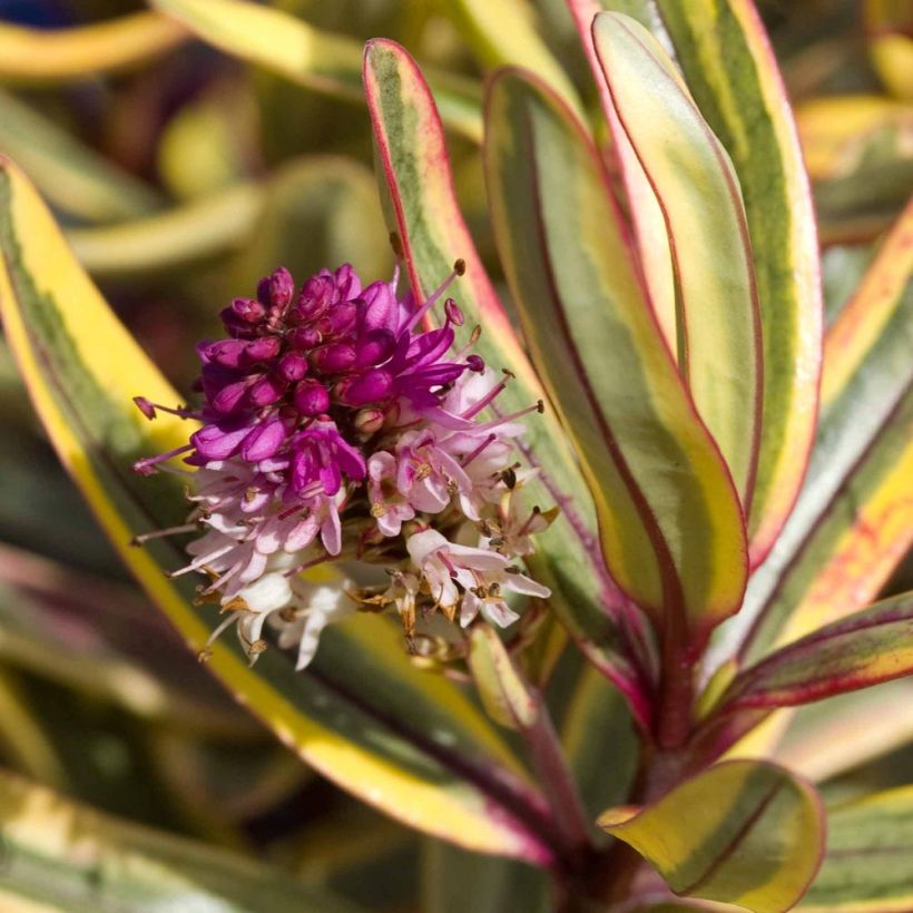 Hebe Jewel of the Nile - Strauchveronika (Flowering)