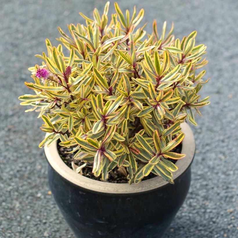Hebe Jewel of the Nile - Strauchveronika (Plant habit)