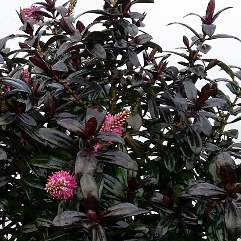 Hebe Joan Mac - Strauchveronika (Foliage)