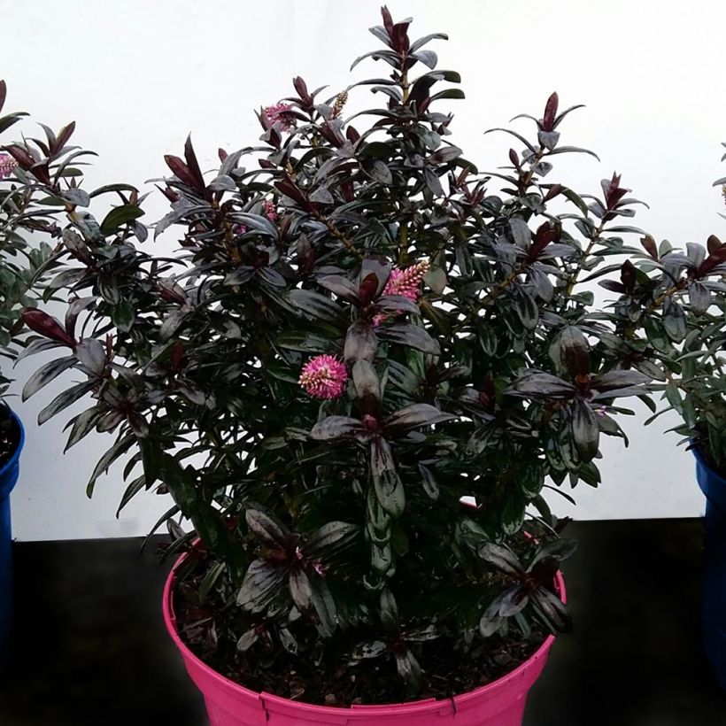 Hebe Joan Mac - Strauchveronika (Plant habit)