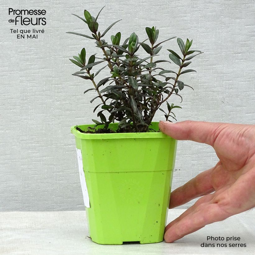 Example of Hebe Joan Mac - Strauchveronika Topf mit 1L/1,5L as you get in printemps