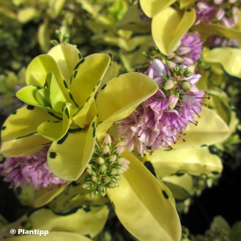 Hebe Leopard Spot - Strauchveronika (Flowering)