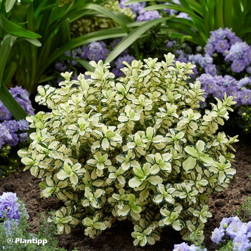 Hebe Leopard Spot - Strauchveronika (Plant habit)