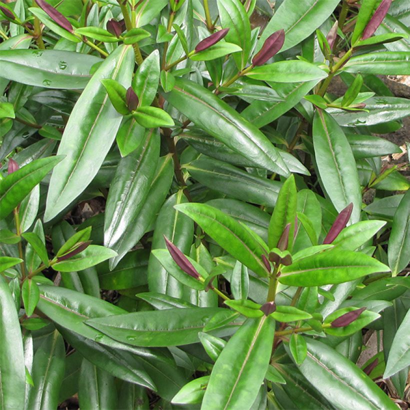 Hebe Linda - Strauchveronika (Foliage)