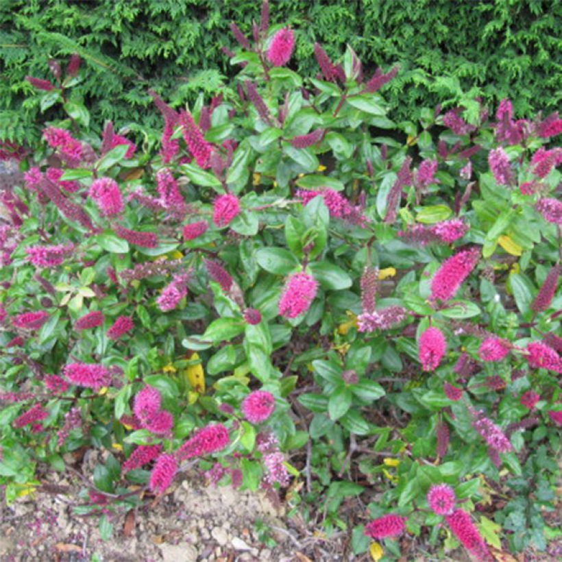 Hebe Linda - Strauchveronika (Flowering)