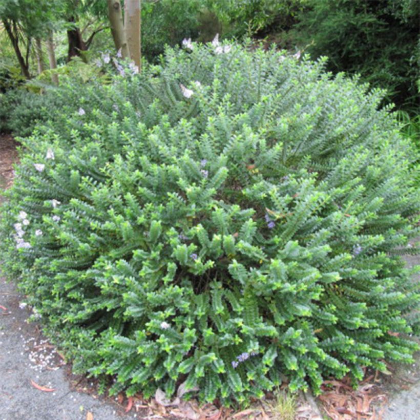 Hebe Linda - Strauchveronika (Plant habit)