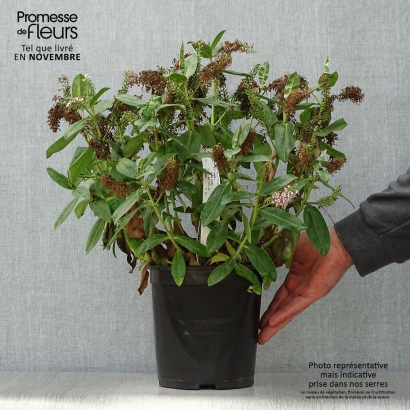 Example of Hebe Linda - Strauchveronika Topf mit 3L/4L as you get in automne