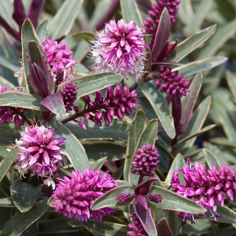 Hebe Marilyn Monroe - Strauchveronika (Foliage)