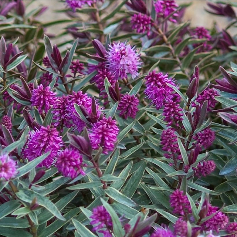 Hebe Marilyn Monroe - Strauchveronika (Flowering)