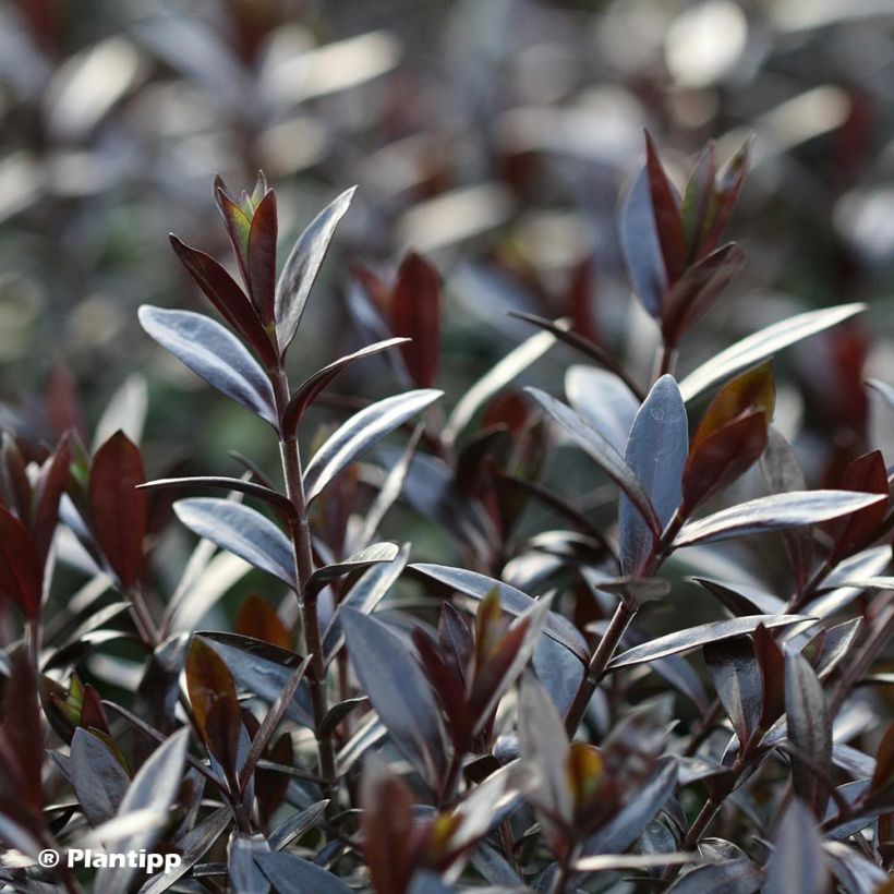 Hebe Midnight Sky - Strauchveronika (Foliage)